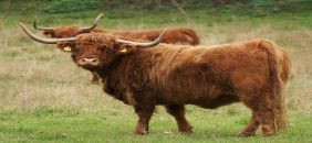 Conrad reitet den Bullen